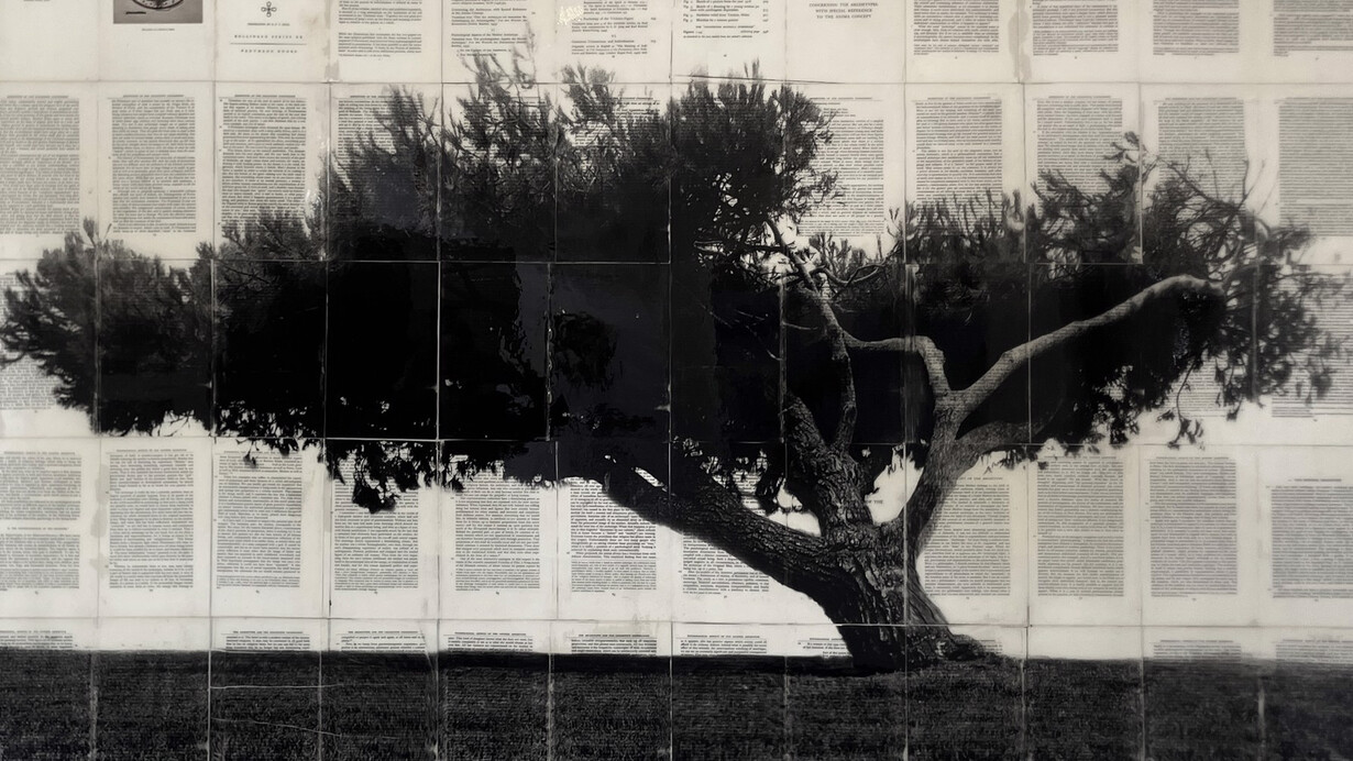 Mike Saijo, Trees of Redondo beach 2 (detail), 2026. Courtesy of bG Gallery