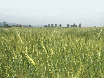 Campo di grani antichi. Multivarietà in maturazione a giugno