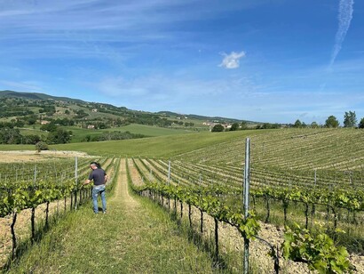 The view of the vineyards from the Cignozza winery

