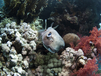 Pesce istrice (Diodontidi)