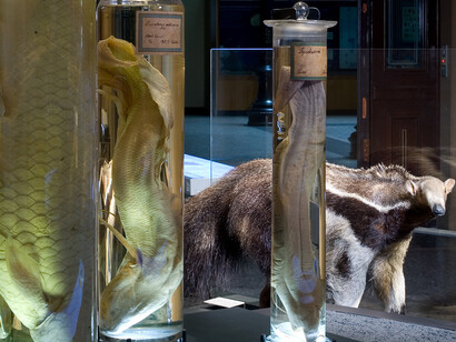 System Earth. Courtesy of Museum für Naturkunde