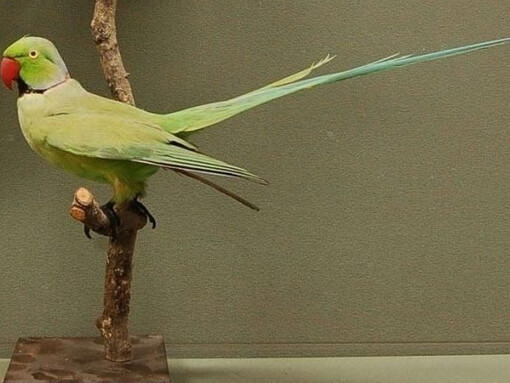 Zoology. Courtesy of RAMM