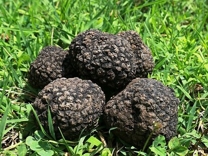 Fresh black truffles harvested from the Moroccan Sahara
