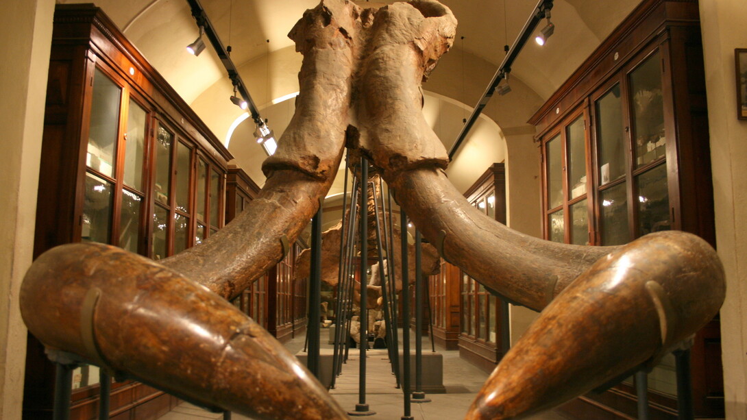 Mammuthus meridionalis, Museo Paleontologico di Montevarchi (AR)