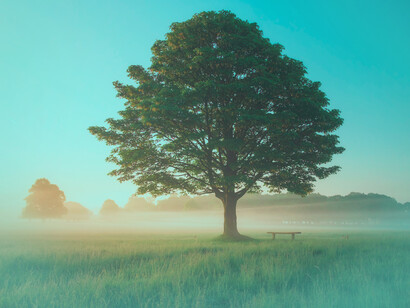 Árbol con un banco en medio de una planicie
