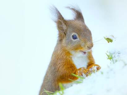 Wild squirrel: identifying personhood in non-human beings can form a basis of care and empathy that is missing