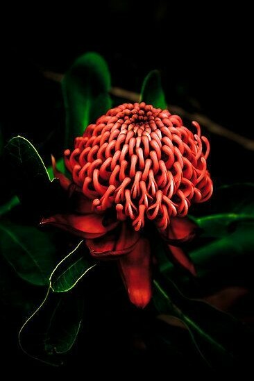 I fiori aiutano ad evolversi 