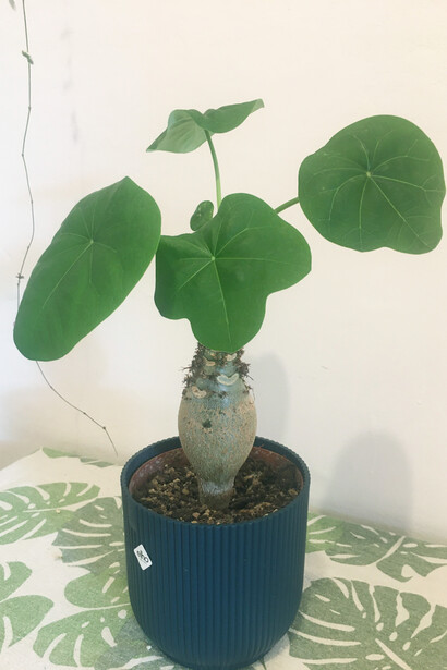 Jatropha podagrica