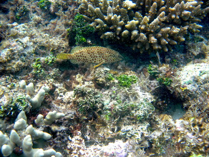 Biodiversity and wildlife do not find any mention in Indian Finance Minister's Budget speech © Ashish Kothari