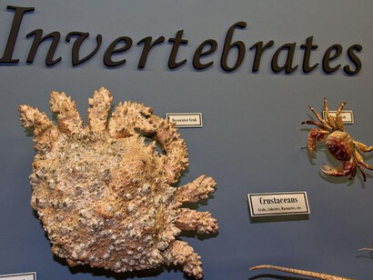 What is a Skeleton? Courtesy of Museum of Osteology