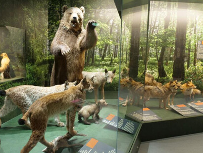 Mammals of Latvia, exhibition view. Courtesy of the Latvian National Museum of Natural History
