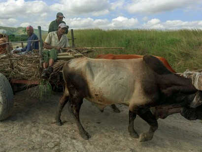 Agricultores em carro de boi. A rede de energia elétrica é extremamente limitada no campo. Menos de 15% das áreas rurais têm acesso à eletricidade, dificultando o uso de máquinas agrícolas modernas e equipamentos de irrigação (INE, 2019). Esse cenário reforça a dependência climática e limita o aumento da produtividade
