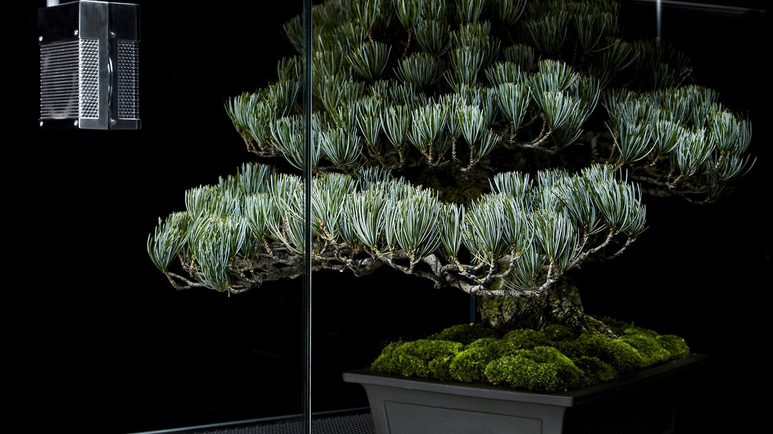 Azuma Makoto, Palludarium Shigelu, 2013, Stainless steel, glass, 80 × 80 × 120 / 80 × 80 × 120 cm
