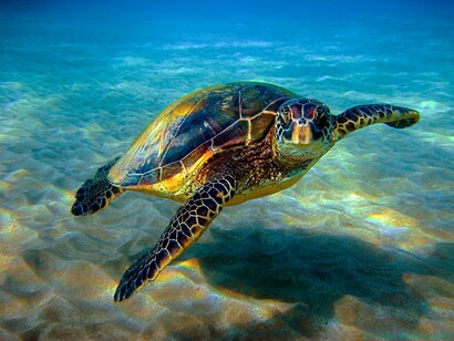 Una Chelonia Mydas nelle acque dei Caraibi