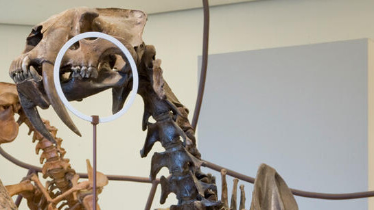 Milstein Hall of Advanced Mammals. Courtesy of American Museum of Natural History