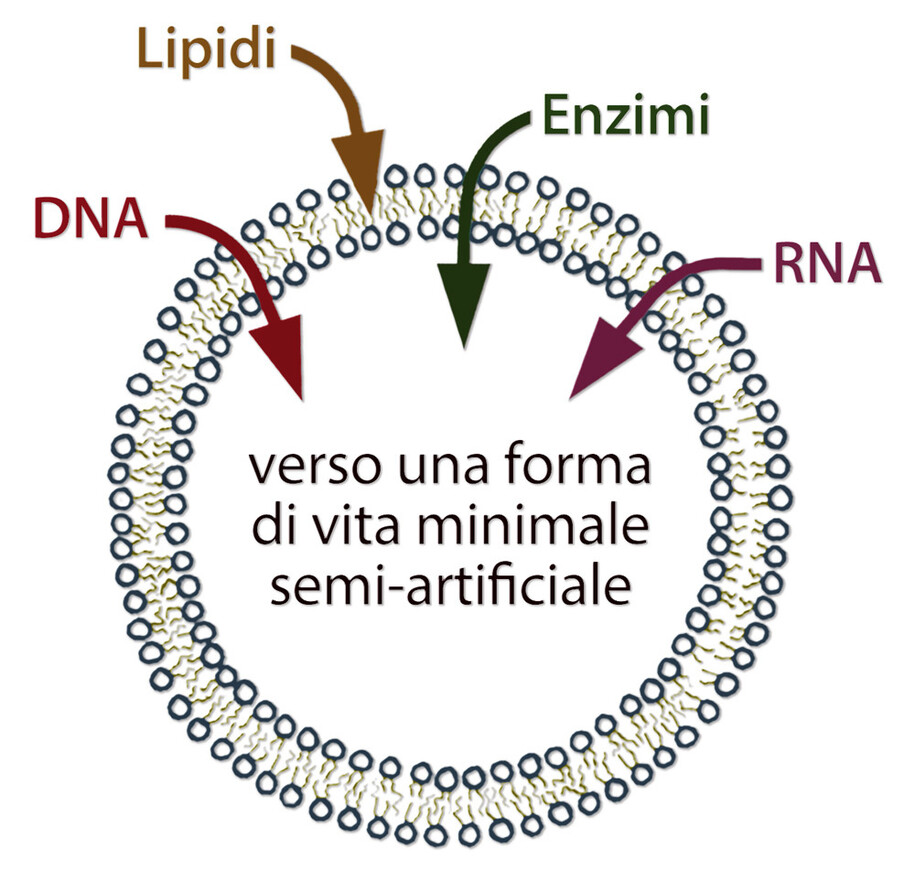 Vita minimale semi-artificiale