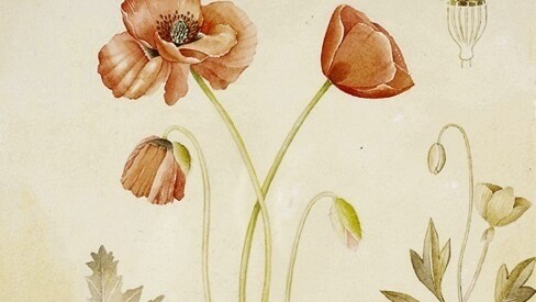 Le Tavole botaniche di Mariella Busi De Logu