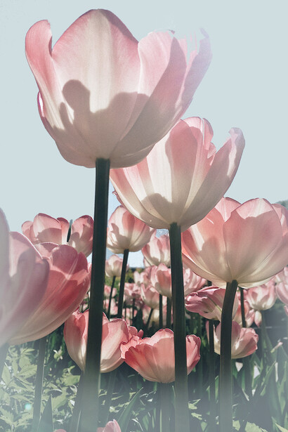 Do beautiful flowers and nature make you think about the bigger questions?