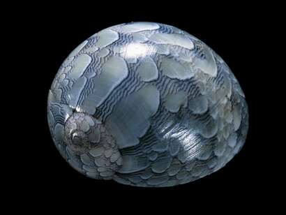 Neritina virginea. Neritidae, Conchiglie (5 Continents Editions), photo Paul Starosta