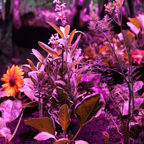 The Garden. The Past. Courtesy of ARoS