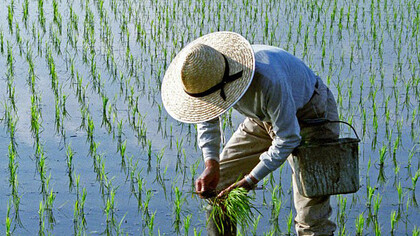 Plantación de arroz