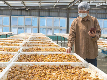An Asian female technician operates in a candied fruit processing factory, implementing blockchain technology to promote sustainable farming methods and maintain high standards of food quality control