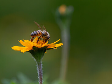 Perú alberga 175 especies de abejas nativas que desempeñan un papel esencial en la polinización y el equilibrio de los ecosistemas amazónicos