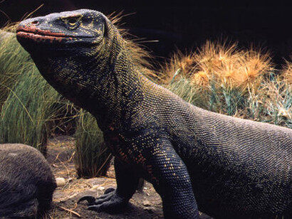 Hall of Reptiles and Amphibians. Courtesy of American Museum of Natural History
