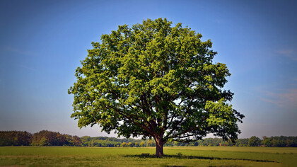 La Grande Quercia