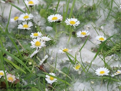 Spring in London