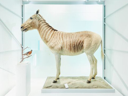 Quagga & Dodo. Courtesy of Naturhistorisches Museum Basel