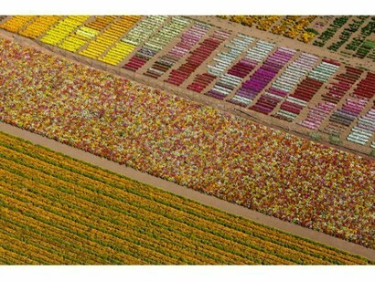 Alex MacLean, Flower Fields, Lompoc, California, USA, 2013, copyright © Alex MacLean Huxley-Parlour Gallery