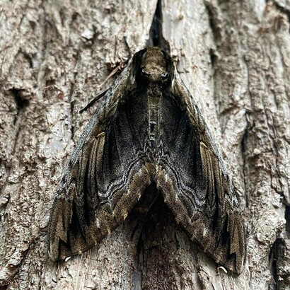 Falena sfinge dell'olmo (Ceratomia amyntor) mimetizzata sulla corteccia