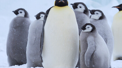Emperor Chick © John Aitchison