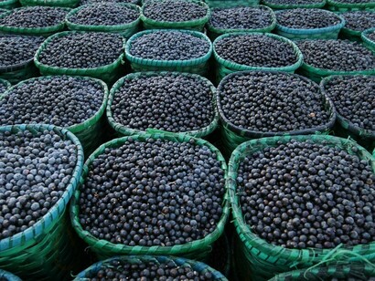 Acai Beeren