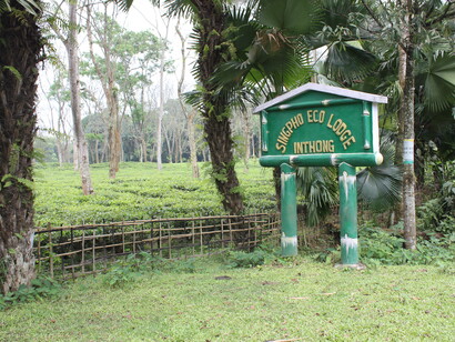 Sylvan tea estate in close proximity to  Singpho Eco Lodge (Inthong), India