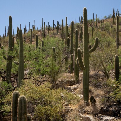 Il deserto di Sonora fu teatro del viaggio della carovana Brewster verso la “Terra di Basan”