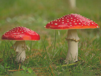 Tradicionalmente «Amanita muscaria» ha sido utilizado para atrapar moscas. Otro empleo tradicional es como enteógeno. En las culturas de Siberia lo utilizaron como un método alternativo para lograr un estado de trance chamánico