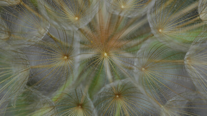 Semi di Barba di becco (Tragopogon sp.)