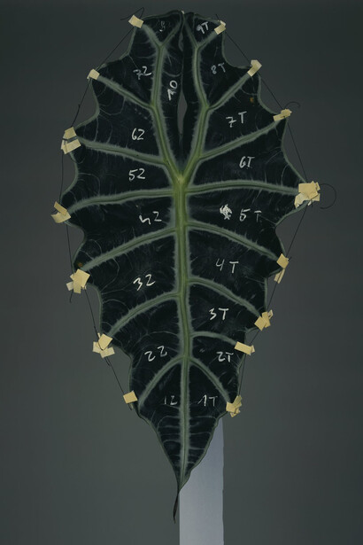 Disassembly 23, 2012 © Bownik / courtesy The Ravestijn Gallery