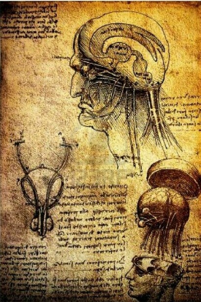 Leonardo da Vinci, Studio del cervello umano e del sistema nervoso