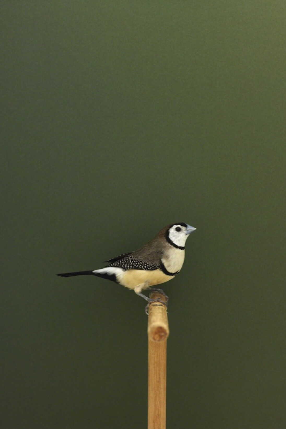 Luke Stephenson, Owl Finch #1, ca. 2016. Courtesy of The Photographers' Gallery