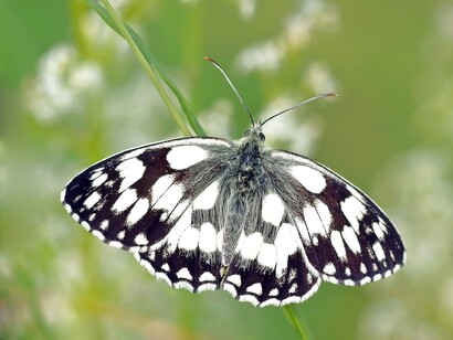 Borboleta