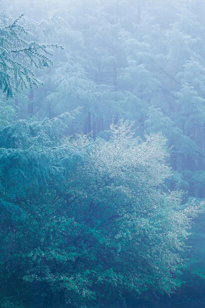 Mikiya Takimoto, Louis Vuitton forest #35, 2010. Courtesy of La galerie Clémentine de la Féronnière 