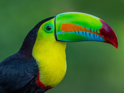 Tucán pico iris o tucán piquiverde («Ramphastos sulfuratus«) 