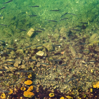 Ogni ritorno comincia da una riva conosciuta
