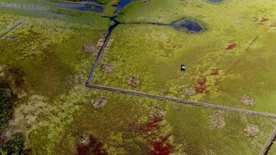 Flux and flow: the great Marsh, messages from the Marsh, part 9. Courtesy of Kingston Gallery
