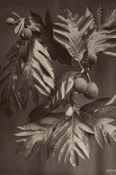 Felix Morin, Calabash tree, Trinidad, about 1890. Courtesy of Columbus Museum of Art