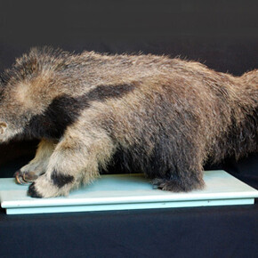 Zoología Vertebrados. Courtesy of Museo de La Plata