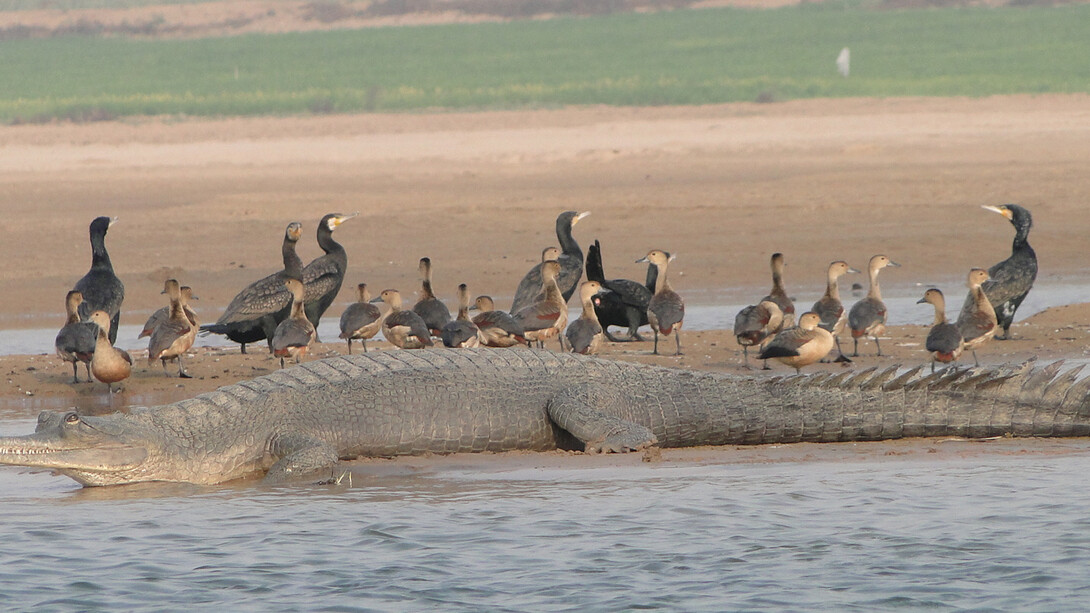 Wildlife on the River Sutlej